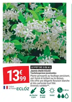 Gamm vert Jasmin étoilé ecloz trachelospermun jasminoïdes offre