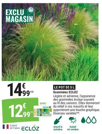 Graminées ecloz