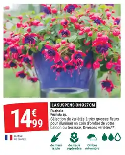 Gamm vert Fuchsia fuchsia sp offre