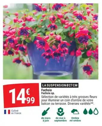 Fuchsia fuchsia sp