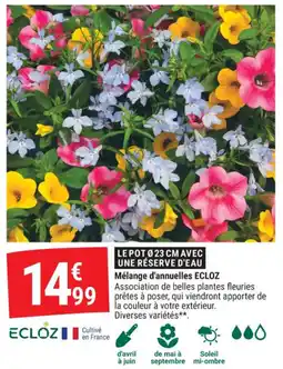Gamm vert Mélange d'annuelles ecloz offre