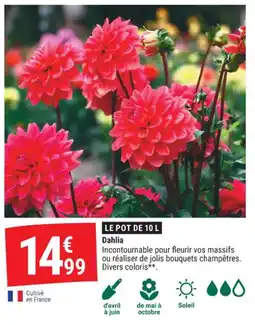 Gamm vert Dahlia offre