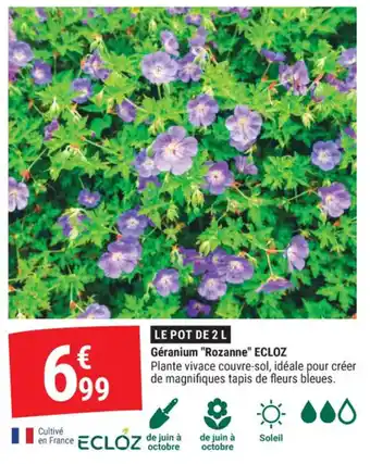 Géranium rozanne ecloz