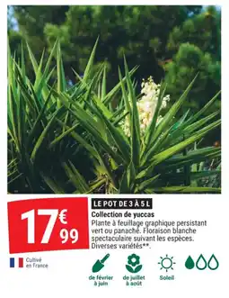 Gamm vert Collection de yuccas offre