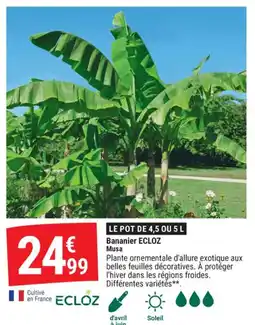 Gamm vert Bananier ecloz musa offre