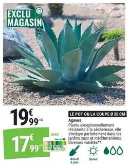 Gamm vert Agaves offre