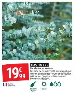 Gamm vert Eucalyptus en variétés offre