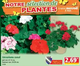 Norma Géraniums zonal offre