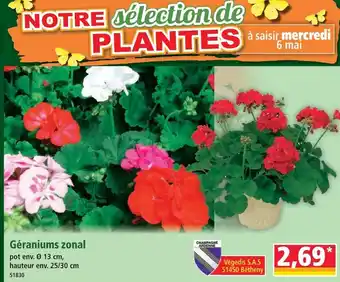 Géraniums zonal