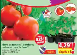 Norma Plants de tomates montfavet, cerises ou cœur de bœuf offre