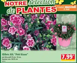 Norma Œillets xxl 'pink kisses' offre