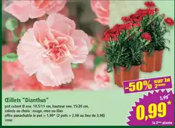 Norma Œillets 'dianthus' offre