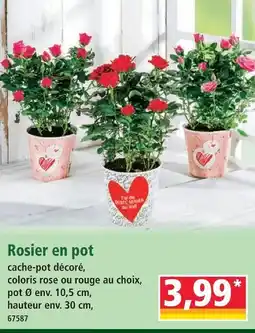 Norma Rosier en pot offre
