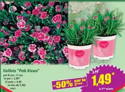 Norma Oeillets 'pink kisses' offre