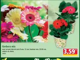 Norma Gerbera mix offre
