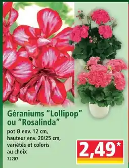 Norma Géraniums ”lollipop” ou ”rosalinda” offre