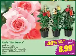 Norma Rosier renaissance offre