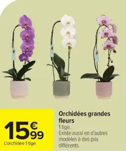Carrefour Orchidées grandes fleurs offre