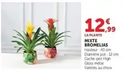 Hyper U MIXTE BROMELIAS offre