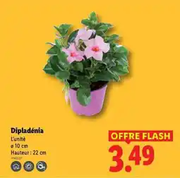 Lidl Dipladenia offre