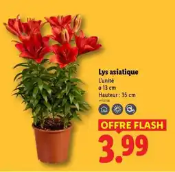 Lidl Lys asiatique offre