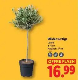 Lidl Olivier sur tige offre