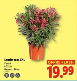 Lidl Laurier rose XXL offre