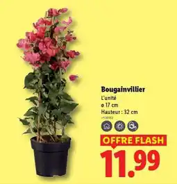 Lidl BOUGAINVILLIER offre