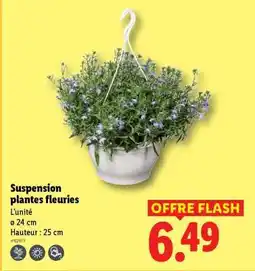 Lidl Suspension plantes fleuries offre