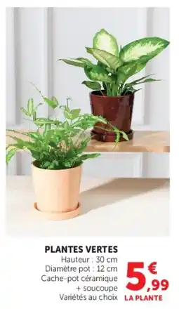 U Express Plantes vertes offre