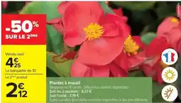 Carrefour Drive Plantes à massif offre
