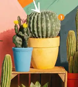 b&m Cactus artificiel en pot offre