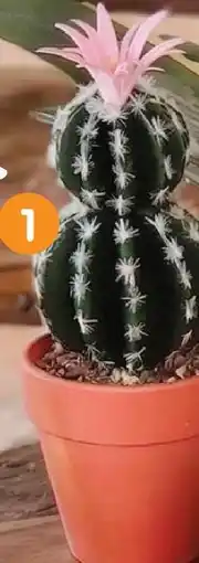 b&m Cactus artificiel en pot offre