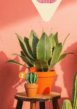b&m Petit cactus artificiel en pot offre