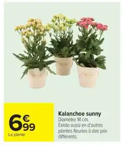 Carrefour Kalanchoe sunny offre