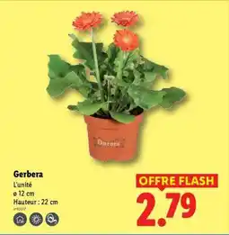Lidl Gerbera offre