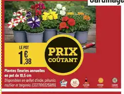 Bricorama Plantes fleuries annuelles en pot offre
