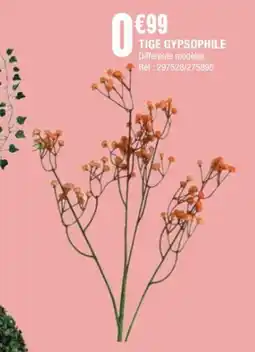 La Foir'Fouille Tige gypsophile offre
