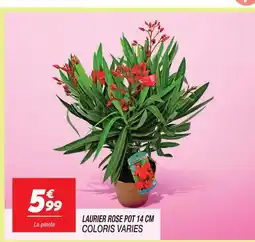 Netto Laurier rose pot 14 cm offre