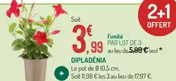 Botanic Dipladénia offre