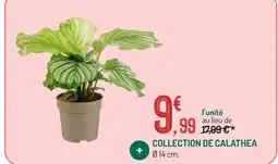 Botanic Collection de calathea offre