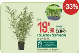 Botanic Collection de bambous offre