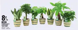 E.Leclerc Plantes vertes assortiment easy cear offre