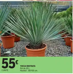 E.Leclerc Yucca rostrata offre