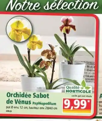 Norma Orchidée Sabot De Vénus offre