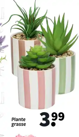 Wibra Plante grasse offre