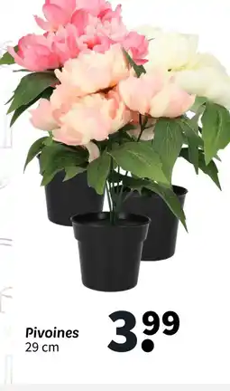 Wibra Pivoines offre
