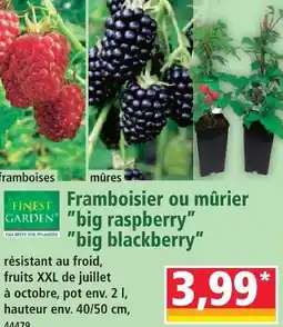 Norma Finest garden framboisier 'big raspberry' offre