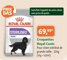 Maxi Zoo Royal canin croquettes offre