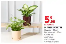 Bi1 Plante plantes vertes offre